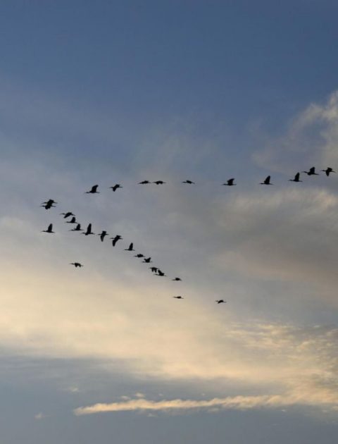 Je suis un oiseau migrateur